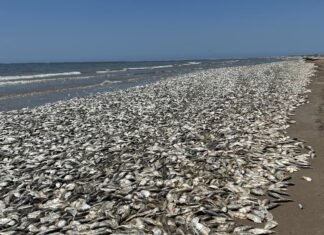 Dead Sardines in Gqeberha too, Additional Management Measures Possible