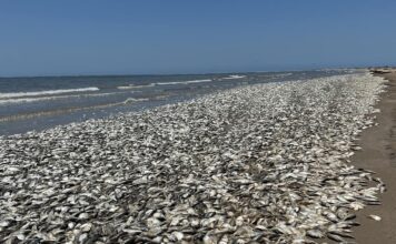 Dead Sardines in Gqeberha too, Additional Management Measures Possible