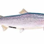 New Method to Study Secretions from Salmon Lice