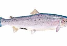 New Method to Study Secretions from Salmon Lice
