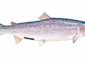 New Method to Study Secretions from Salmon Lice