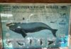 Prestigious IWC Leadership Role for Pretoria University Professor and Whale Count News