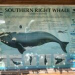 Prestigious IWC Leadership Role for Pretoria University Professor and Whale Count News