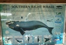 Prestigious IWC Leadership Role for Pretoria University Professor and Whale Count News