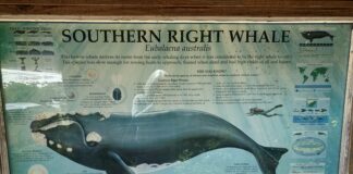 Prestigious IWC Leadership Role for Pretoria University Professor and Whale Count News