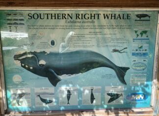 Prestigious IWC Leadership Role for Pretoria University Professor and Whale Count News