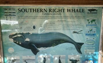 Prestigious IWC Leadership Role for Pretoria University Professor and Whale Count News