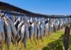 What’s the Right Way to Build Cold Chains for Ocean Communities?