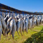 What’s the Right Way to Build Cold Chains for Ocean Communities?