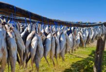 What’s the Right Way to Build Cold Chains for Ocean Communities?