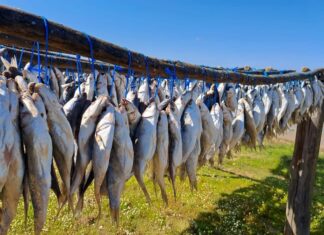 What’s the Right Way to Build Cold Chains for Ocean Communities?