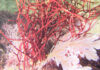 New Seaweed Species Named After UCT Professor