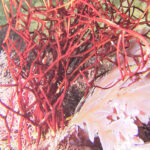 New Seaweed Species Named After UCT Professor