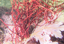 New Seaweed Species Named After UCT Professor