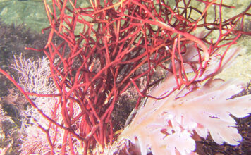 New Seaweed Species Named After UCT Professor