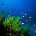 Ancient Underwater Forests Discovered