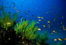 Ancient Underwater Forests Discovered
