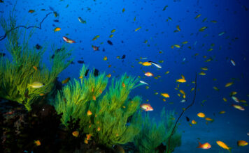 Ancient Underwater Forests Discovered