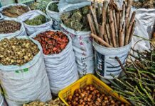 Indigenous Knowledge the Backbone of Biodiversity